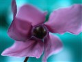 Purple flower.jpg
